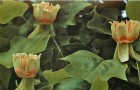 Лириодендрон тюльпанный
