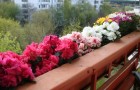 Как часто нужно поливать цветы на балконе?