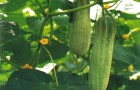 Как подготовить к посеву семена огурца?