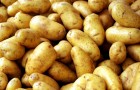 Как правильно подготовить участок для посадки картофеля?