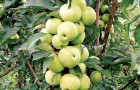 Как защитить колонновидные яблони от вредителей и болезней?