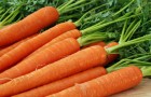 На зиму морковь сушат, а можно ли ее солить?