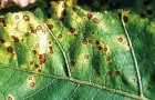 Некротическая пятнистость листьев баклажана