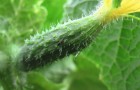 Нужно ли прогревать грядку перед посевом семян огурца?
