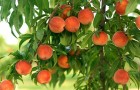Персики натуральные без сахара