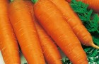 Подзимние посевы сортов моркови