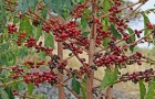 Выращивание «чашечки кофе» дома