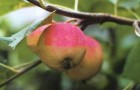 Сорт яблони: Августовское дальневосточное
