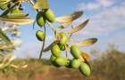 Маслина европейская, или оливковое дерево