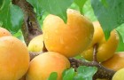Сорт абрикоса: Хонобах