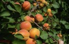 Сорт абрикоса: Краснощёкий поздний