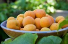 Сорт абрикоса: Шиндахлан