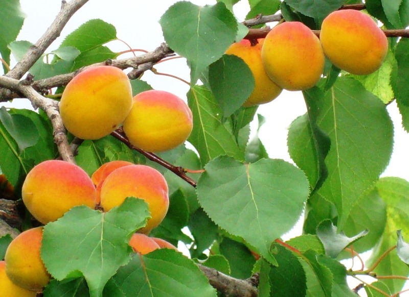 плодово-ягодные деревья и кустарники Sort-abrikosa-Snezhinskiy1