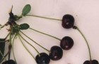Сорт вишни обыкновенной: Дубовская крупноплодная