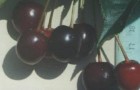 Сорт вишни обыкновенной: Дымка