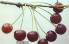 Сорт вишни обыкновенной: Игрицкая