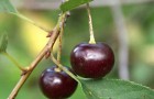 Сорт вишни обыкновенной: Касмалинка