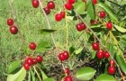 Сорт вишни обыкновенной: Кизиловая