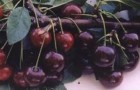 Сорт вишни обыкновенной: Краснодарская сладкая
