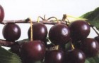 Сорт вишни обыкновенной: Облачинская
