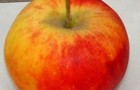 Сорт яблони: Алтайское бархатное