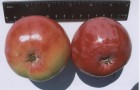 Сорт яблони: Амурское урожайное