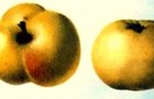 Сорт яблони: Бабушкино