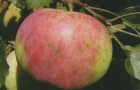 Сорт яблони: Бессемянка мичуринская