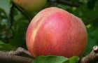 Сорт яблони: Болотовское
