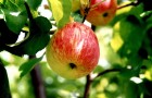 Сорт яблони: Боровинка