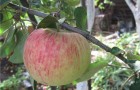 Сорт яблони: Бузовьязовское