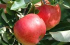 Сорт яблони: Делишес спур