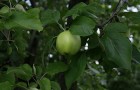 Сорт яблони: Долинское