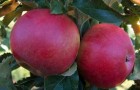 Сорт яблони: Джонатан (Хорошавка зимняя, Осламовское, Зимнее красное)