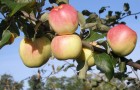 Сорт яблони: Ермаковское горное