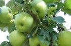 Сорт яблони: Феникс алтайский