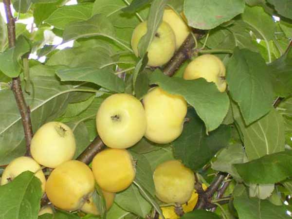 Сорт яблони: Китайка золотая ранняя