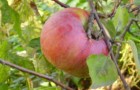 Сорт яблони: Крупное Ртищева