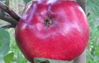 Сорт яблони: Мекинтош