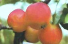 Сорт яблони: Минусинское красное (Минусинка)