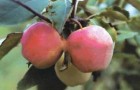 Сорт яблони: Надежное