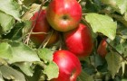Сорт яблони: Останкино
