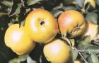 Сорт яблони: Пепин лондонский (Кальвиль королевский, Царский кальвиль)