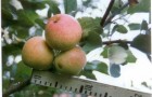 Сорт яблони: Подарок садоводам