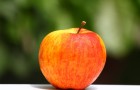 Сорт яблони: Поливитаминное