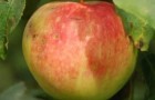 Сорт яблони: Раннее Болоняева
