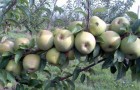 Сорт яблони: Ренет кубанский