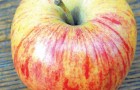 Сорт яблони: Россошанское полосатое