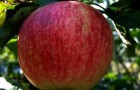 Сорт яблони: Ртищевская красавица