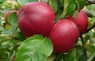 Сорт яблони: Веньяминовское